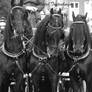 5 friesian carriages B+W