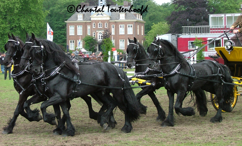 5 Friesian Carriage Side view