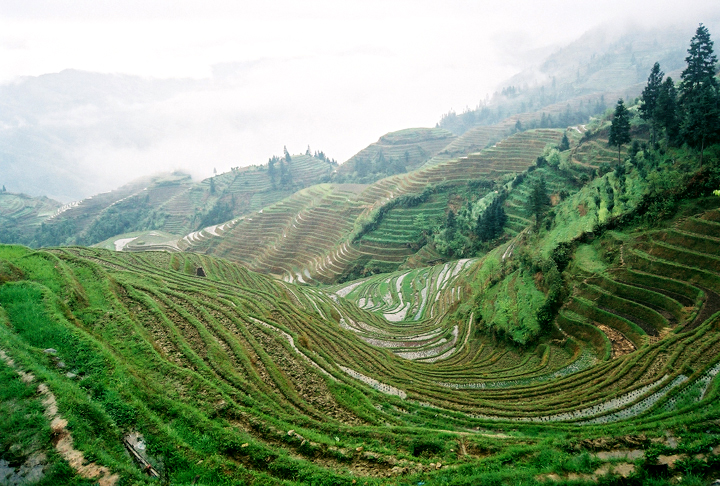 Dragon-rib Terraces