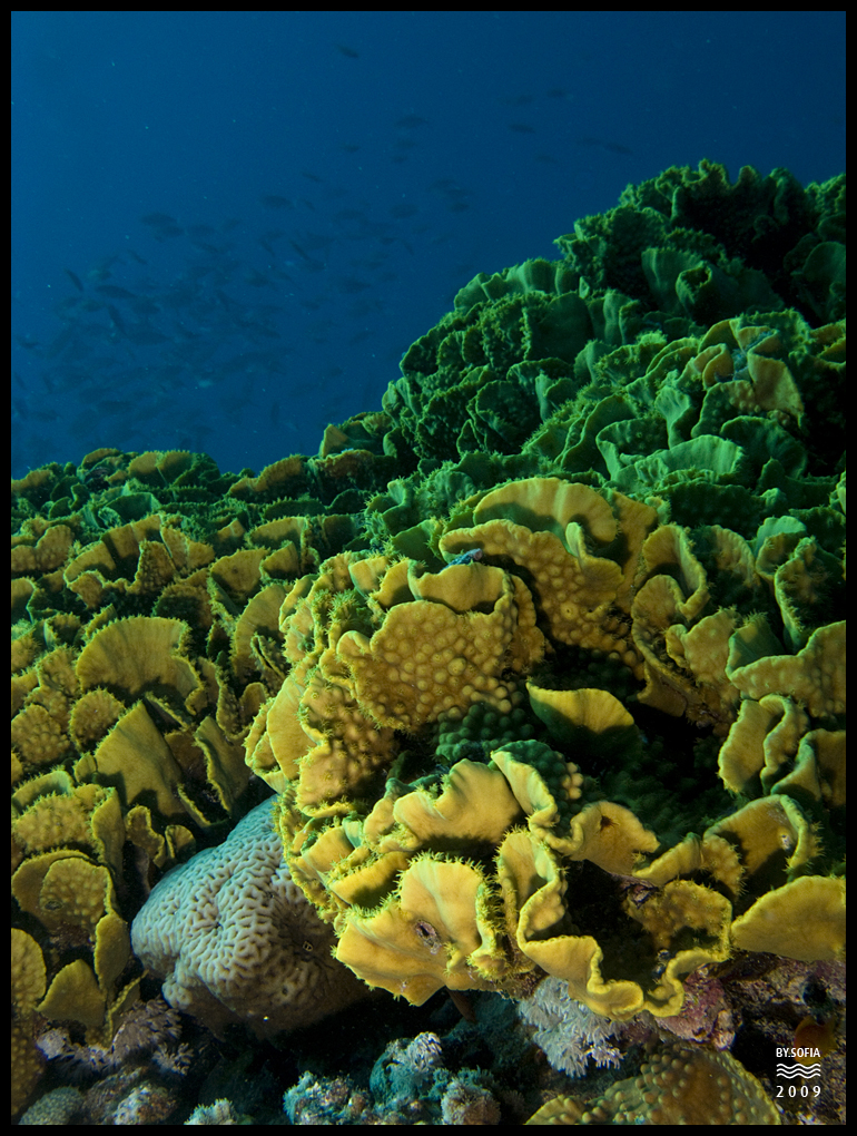 Yolanda Reef - Ras Mohammed 2