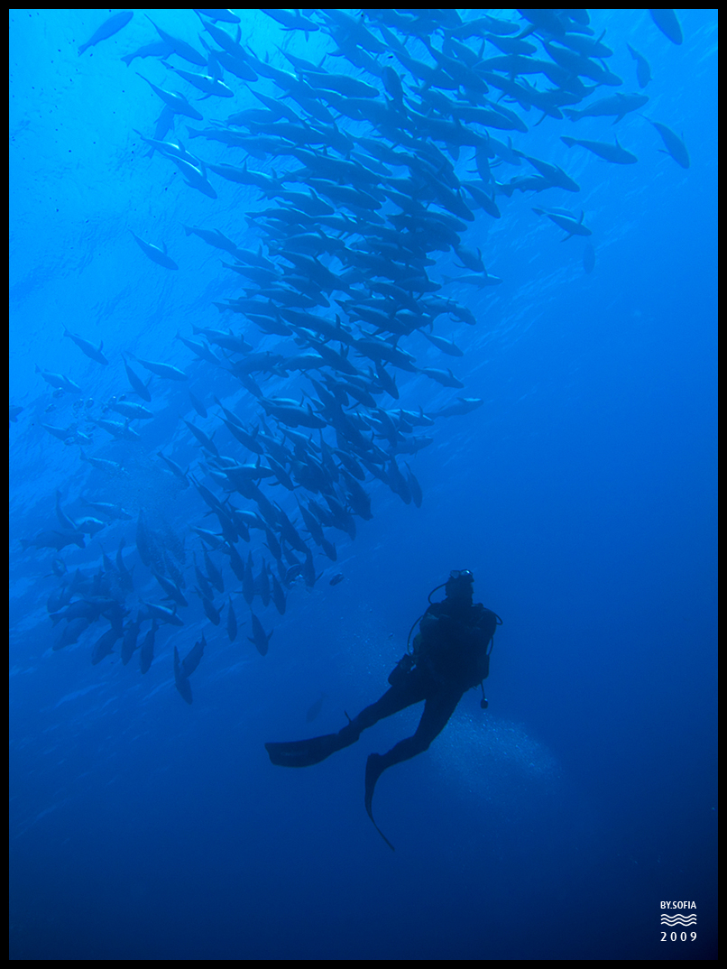 Yolanda Reef - Ras Mohammed 9