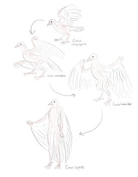 Evolutionary history of Corvus sapiens