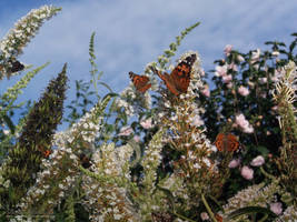 Painted Lady Butterflies