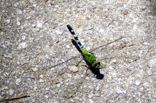 Dragonfly