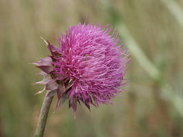 Purple Flower