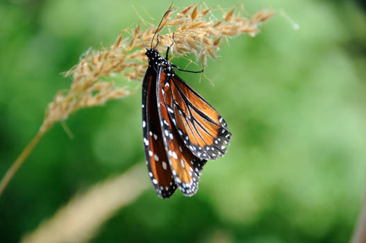 The king of butterflies