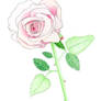 Pink Rose