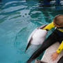 Dolphin vore 01