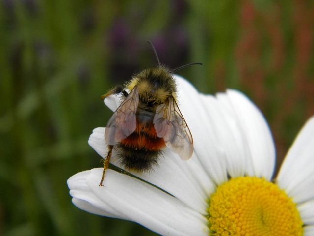 A bee and a flower