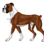 Boxer Dog