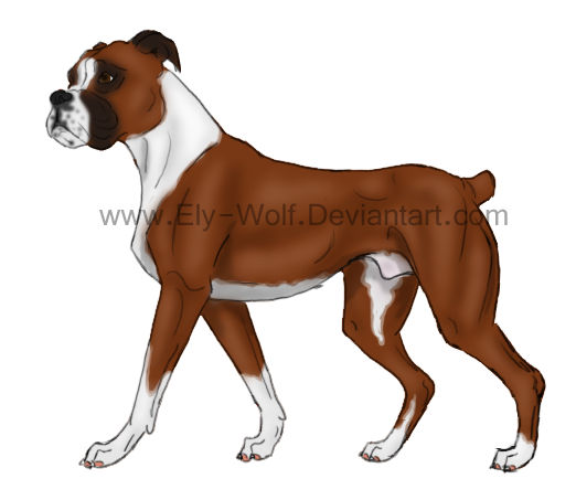Deviantart Boxer Dog Boxer Dog by Feralhound07 on DeviantArt