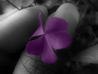 Purple Love .. to spread .. by Misty-Lane