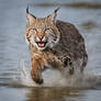 A Bobcat Breaching Water
