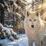 White Wolf - guardian of the forest