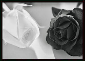 Two Roses