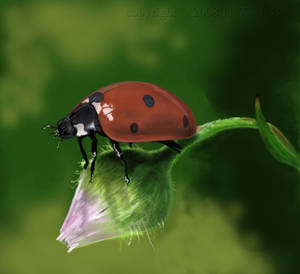 Coccinella Septempunctata