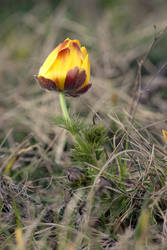 Adonis vernalis