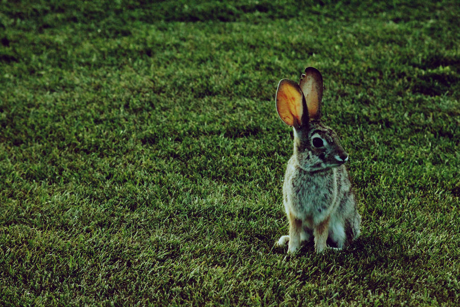 peter rabbit by h20baby93 on DeviantArt