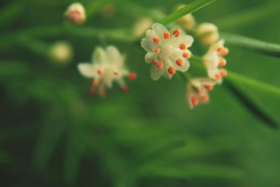 baby flowers