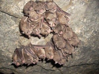 Bats at Starved Rock