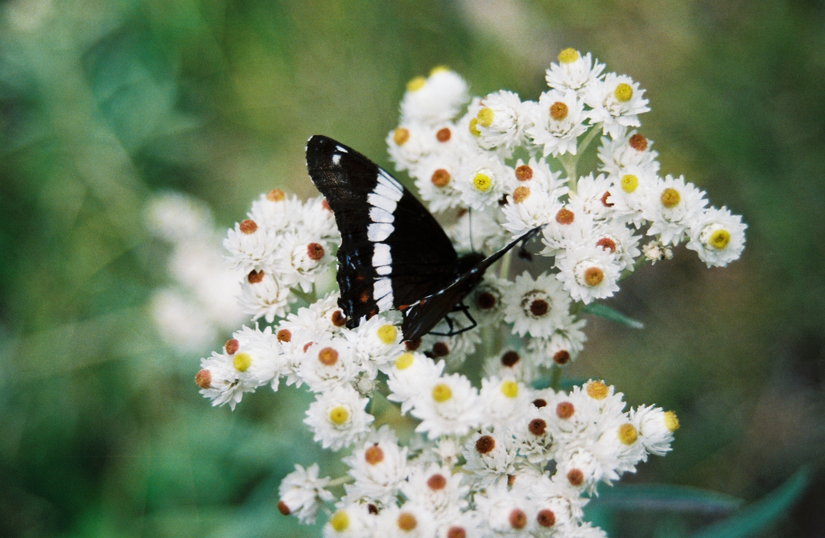 Butterfly pearly everlasting