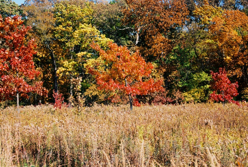 Fall prairie 2