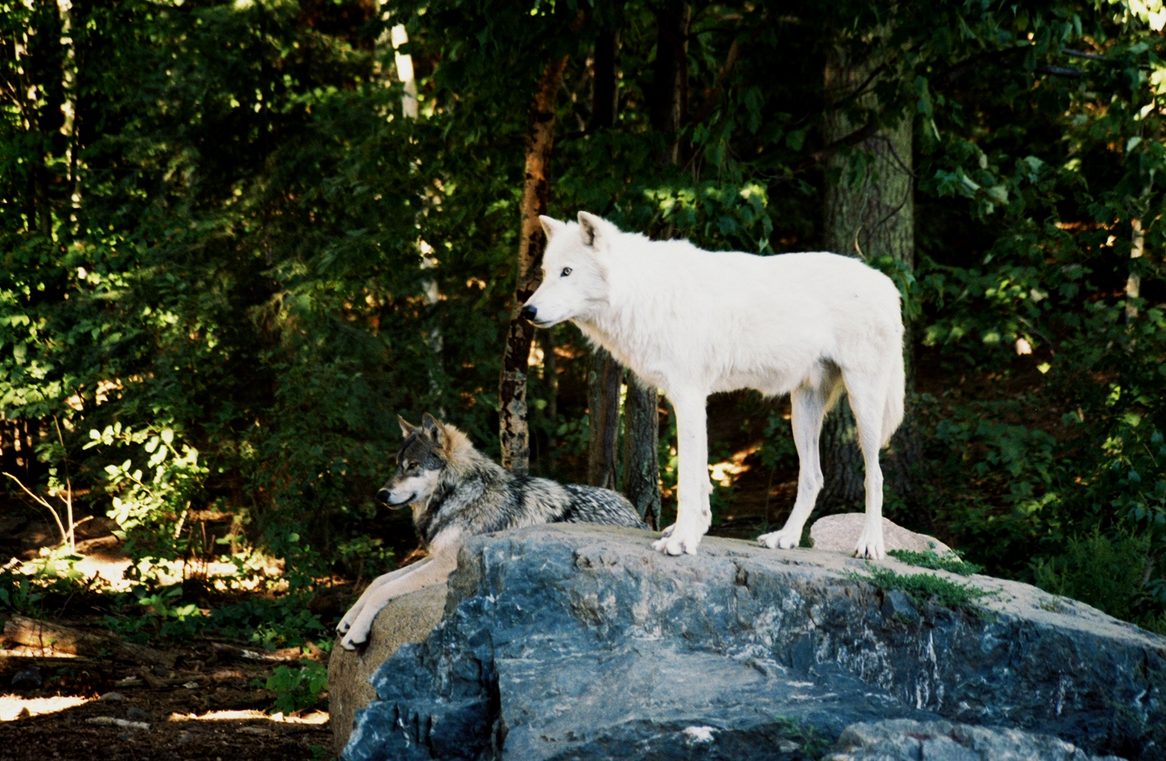 Wolves on rock