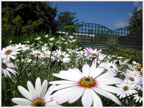 Family Of Flowers