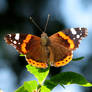 sunbathing butterfly