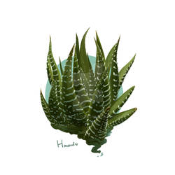 Howard the Haworthia