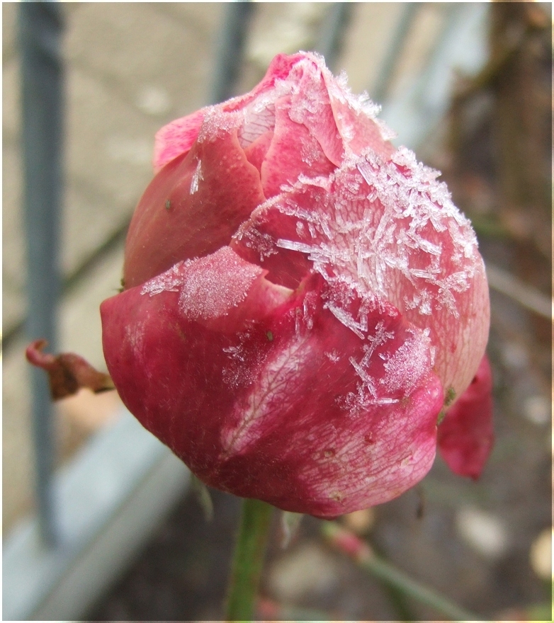 Frost Rose