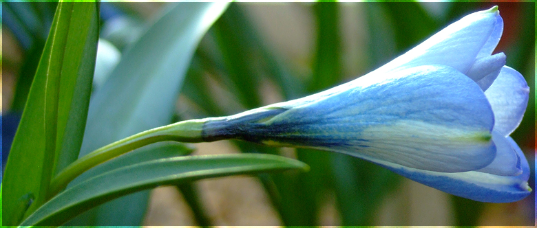 Cyanide Plant