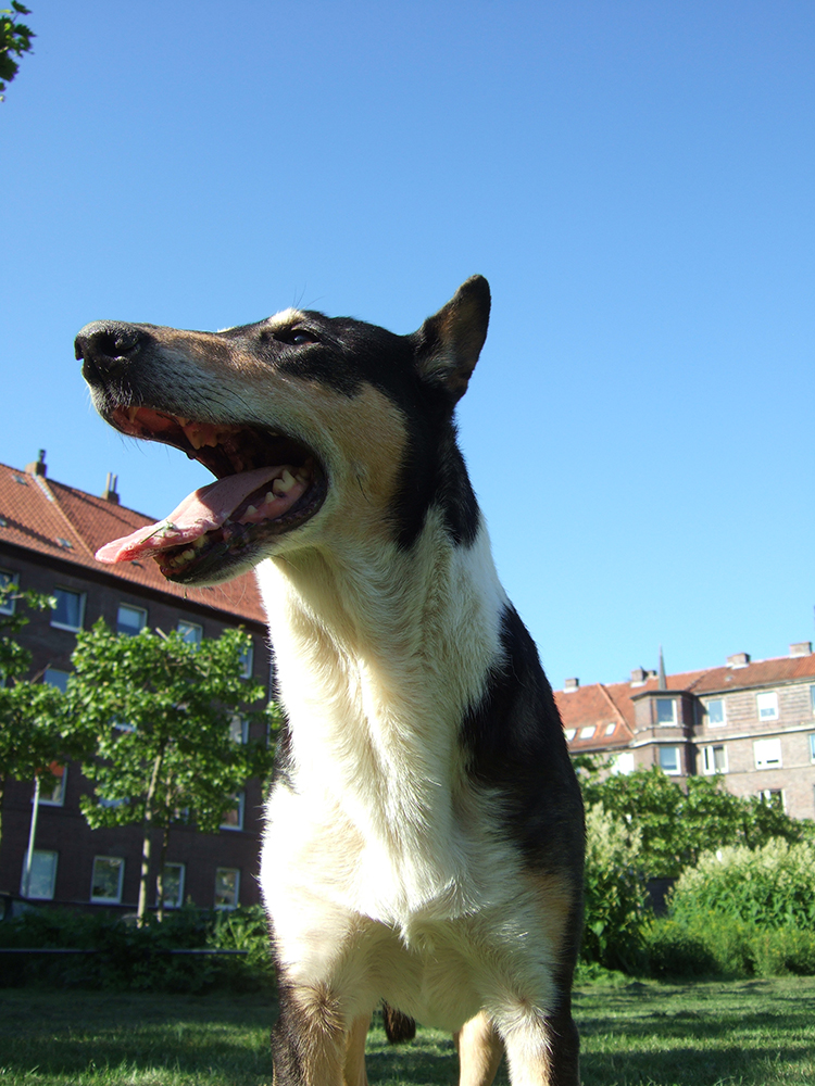 Long Tongue Collie :D