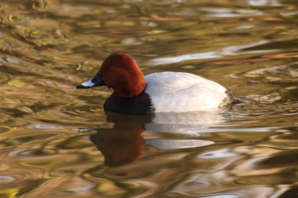 Ente by 321click on DeviantArt