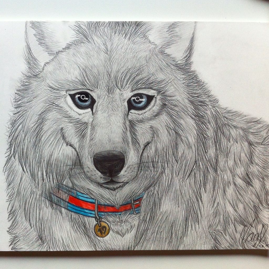 Wolf