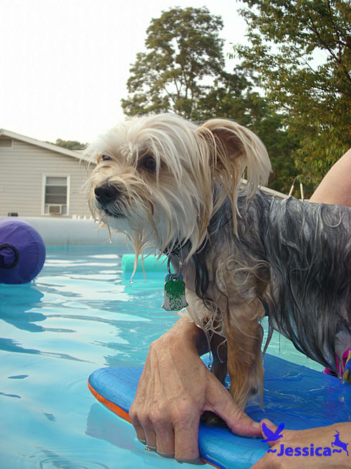 Surfer dog