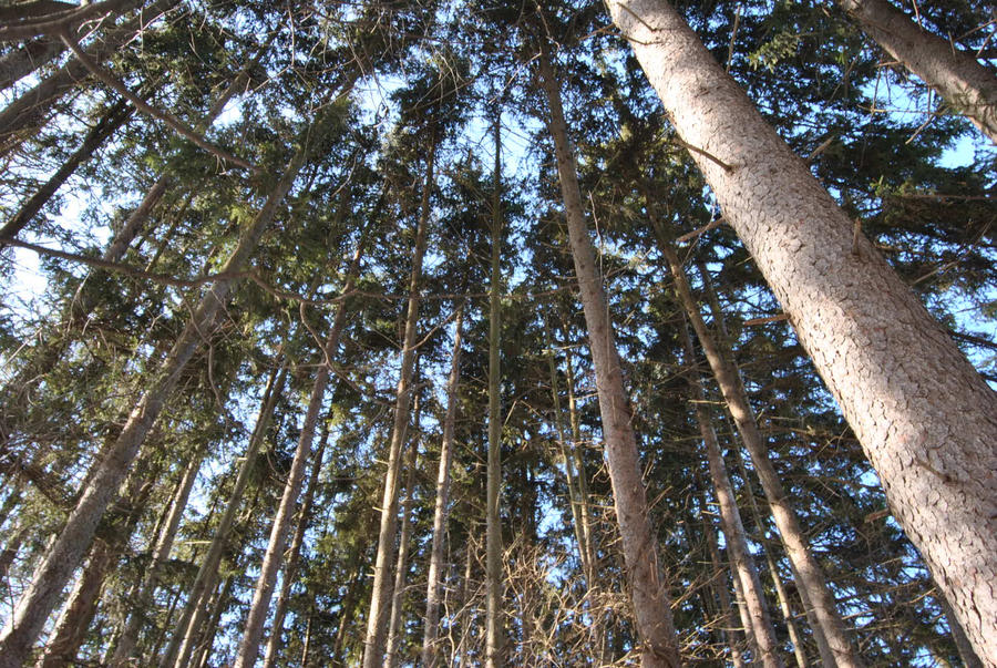 Winter Trees