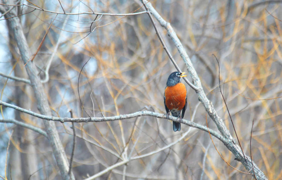 American Robin