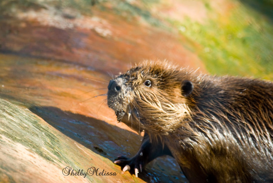 Sunny Beaver