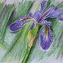 Iris 1