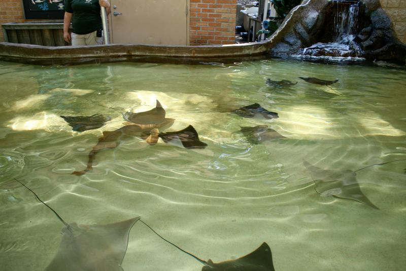 Ray Pool by FeatheredDragon on DeviantArt