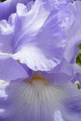 Another Iris