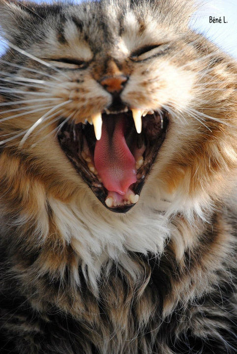 Comme Un Lion Qui Rugit By Bene40 On Deviantart Comme Un Lion Qui Rugit By Bene40 On Deviantart