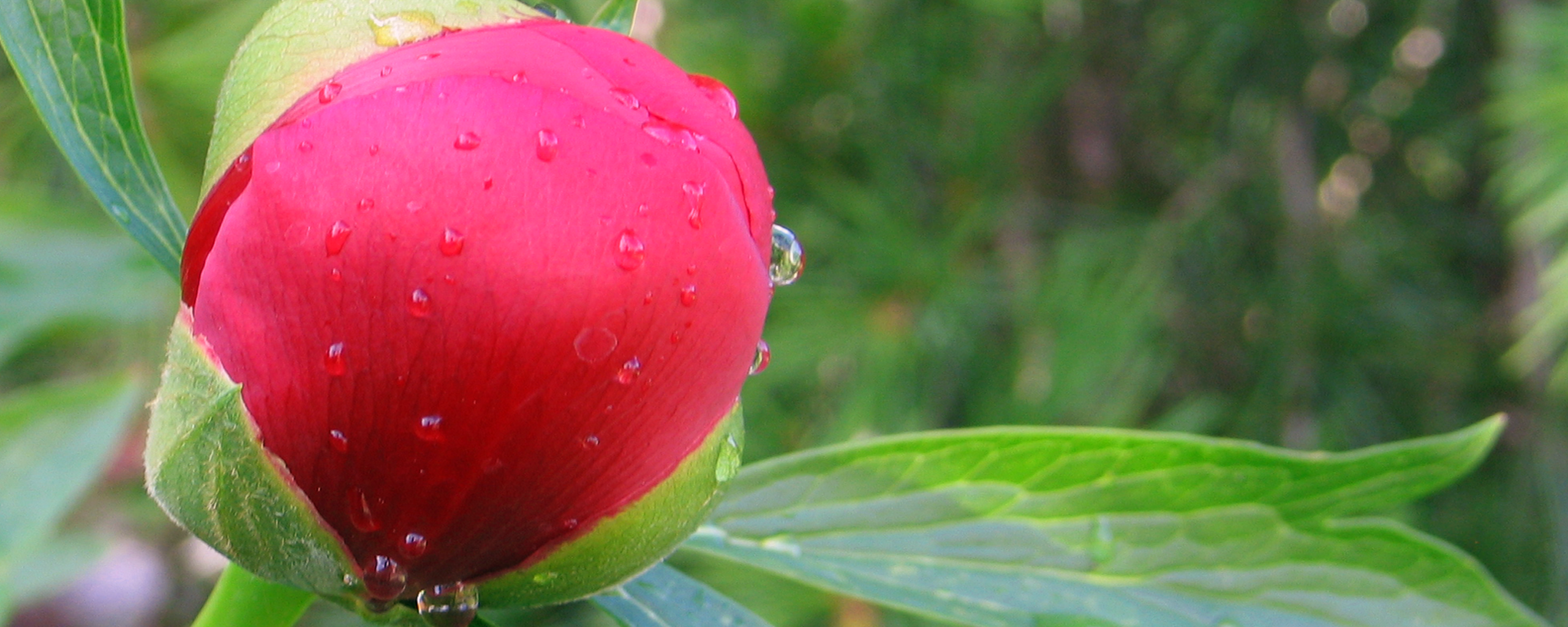 Rose Bud