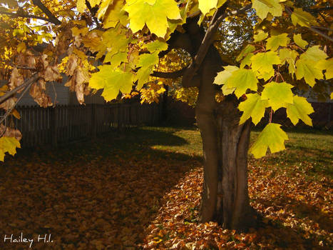 Autumn days.