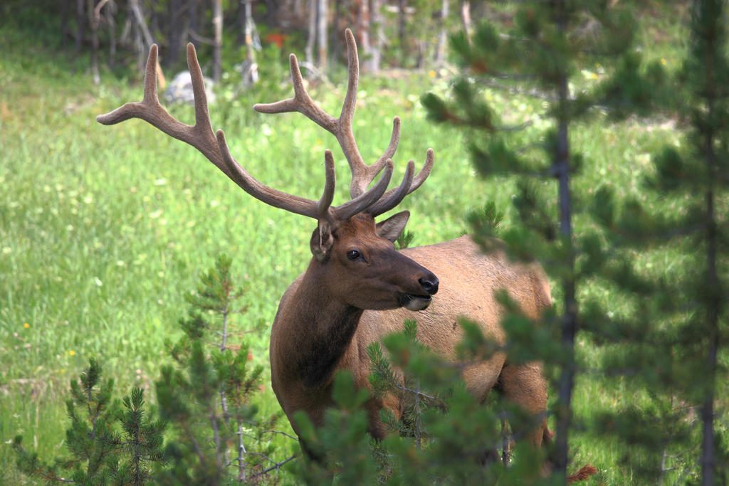 American elk in Yellowstone NP