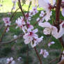 Sakura Flowers