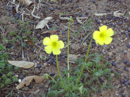 Together In Bloom