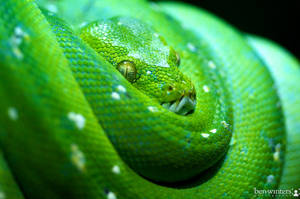 Green Snake