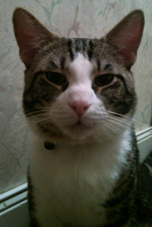 Neako by JollyKitty on DeviantArt